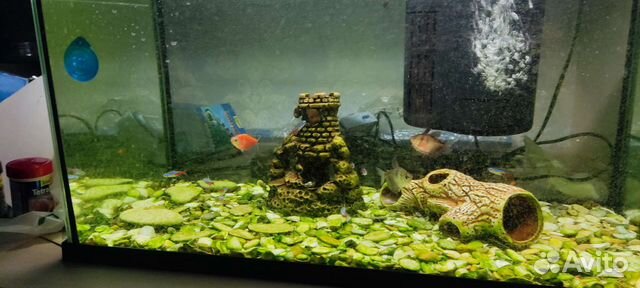 Аквариум с рыбками