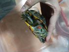 Красноухая черепаха в очень добрые руки