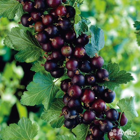 Йошта гибрид