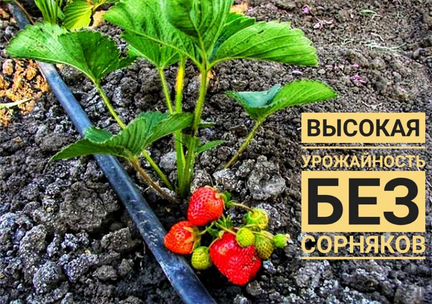 Капельный полив