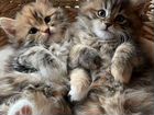 Сибирские котята из частного питомника объявление продам