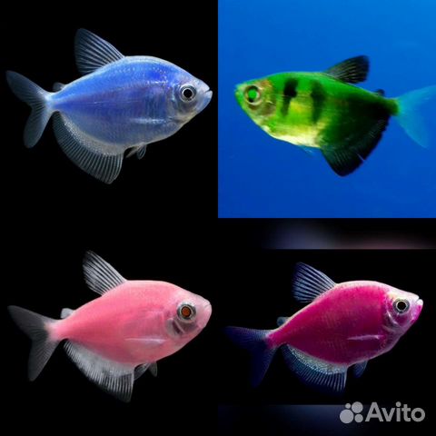 Тернеция glofish