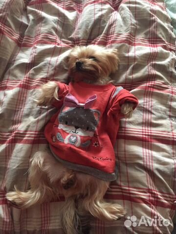 Вязка йоркширский терьер