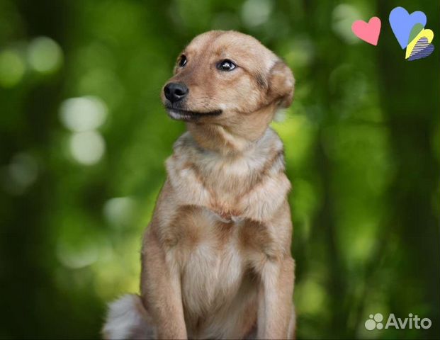 Щенок Истра, 8 мес., милая и нежная