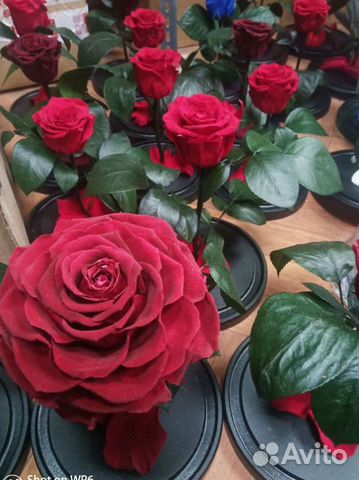 Роза в колбе оптом и в розницу