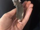 Крысята из питомника объявление продам
