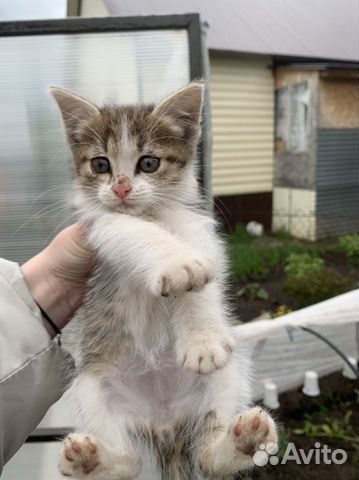 Котята в уфе в добрые руки с фото на авито