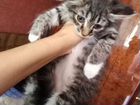 Сибирские пушистые котята в ответственные руки