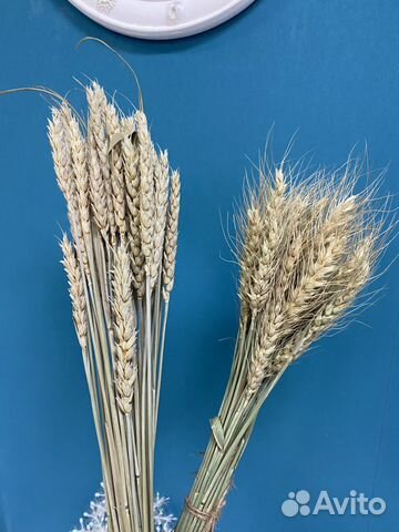 Пшеница с остью и без
