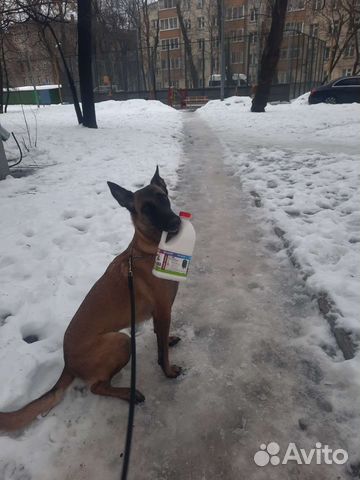 Выгул и передержка собак