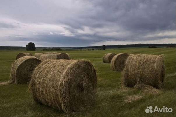 Сено в рулонах фото