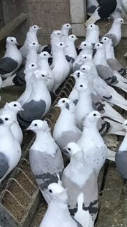 Бойные голуби из Армении, кудули