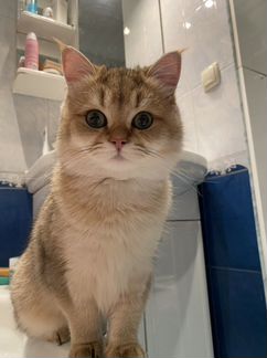 Британский кот вязка