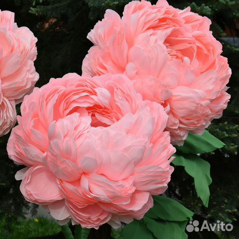 Ростовые цветы от Лилии