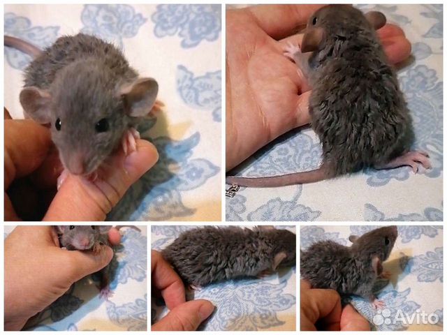 Крыса дамбо рекс, крысята малыши