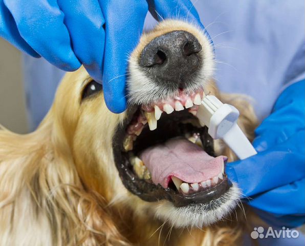 Читка зубов ультразвуком у собак и кошек