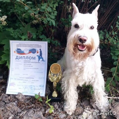 Дрессировка и передержка собак