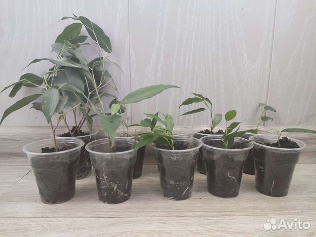 Фикус Бенджамина, Лудизия, пеларгония April Snow