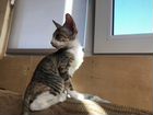 Котёнок Донского сфинкса велюр объявление продам