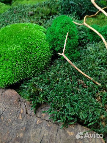 Стабилизированный мох кочка