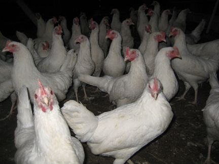 Куры молодки