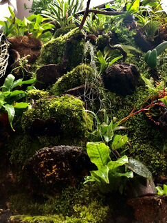 Оформление аквариум,флорариум,палюдариум,вивариум