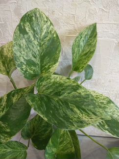 Сциндапсус (Марбл Квин)