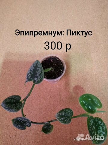 Разные: Ароидные