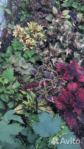 Колеусы вегетативные