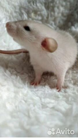 Эксклюзивные крыски дамбо сиам бурмиз и клетки