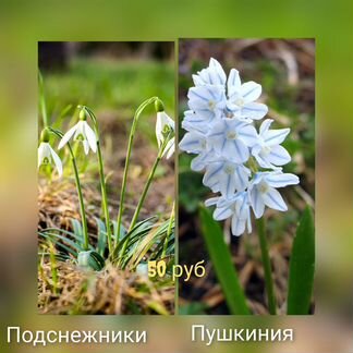 Крокус ирис юкка,подснежник ифейон тюльпан мускари