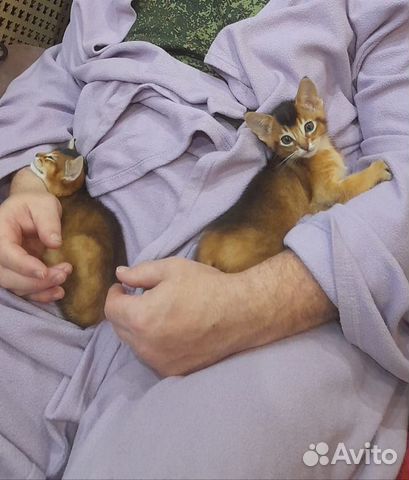Абисинские котята очень любят детей