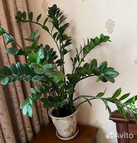 Замиокулькас 