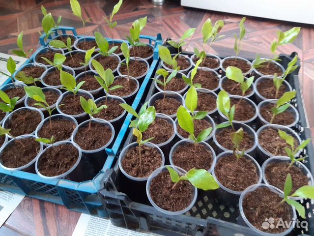 Магнолия Грандифлора