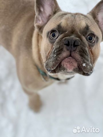 Французский бульдог(вязка)