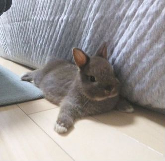 Передержка животных, выгул собак, зооняня