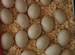 Яйцо инкубационное индоуток