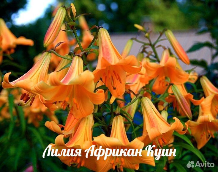 лилия африкан куин african queen. лилии трубчатые фото описания. лилия африкан квин трубчатые. лилии трубчатые фото описания. лилия регале альбум трубчатая.