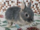Карликовый кролик мини объявление продам