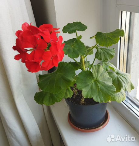 Комнатные растения цветы