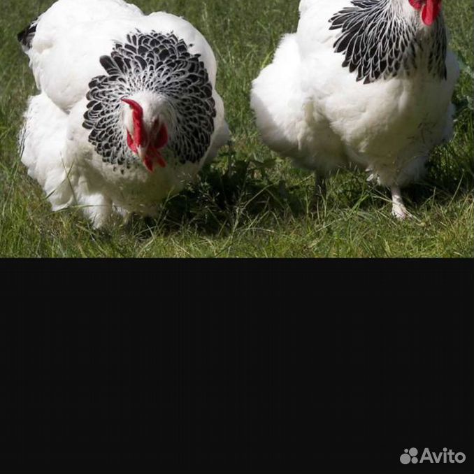 Д 104 куры. Доминант Суссекс 104. Доминант 104 цыплята. Доминант Суссекс яйцо. Породы инкубаторских куриц.