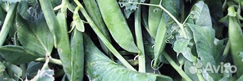 Семена Гороха 