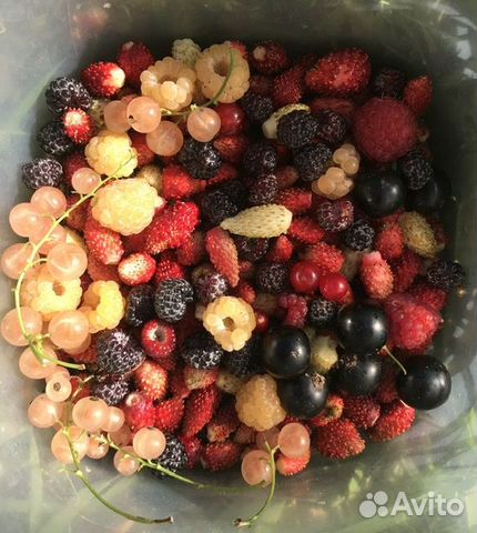 Саженцы сортовой клубники, плодово-ягодных культур