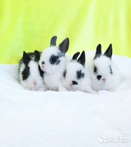 Карликовые крольчата
