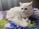 Кошка Сибирская объявление продам