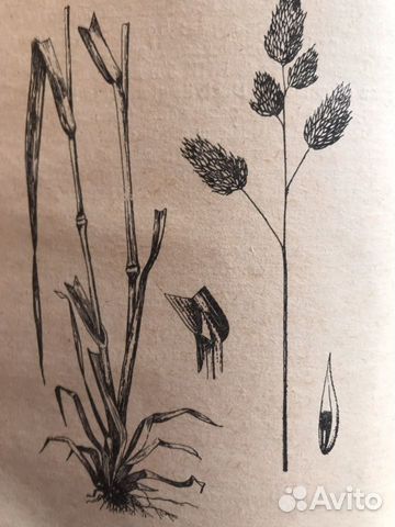 Семена ежи сборной