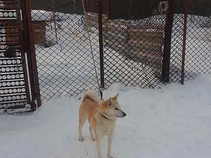 Собака лайка щенок алтай. Восточносибирская лайка. Вологодская лайка. Авито башкортостан лайка. Западно сибирская лайка щенки.