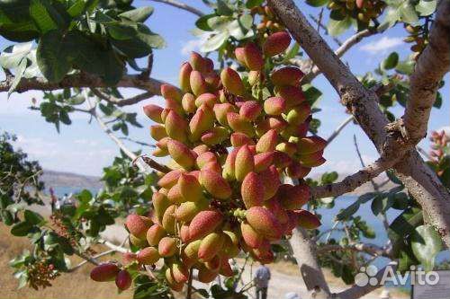 Саженцы Фисташки