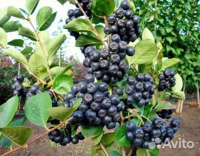 Саженцы Рябины Черноплодной, Обыкновенной