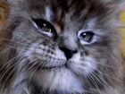 Мейн-кун котята с документами объявление продам